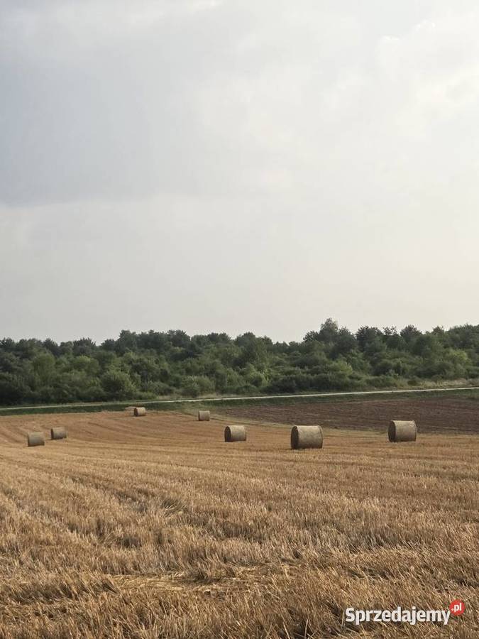 Sprzedam słomę w balotach 120 Produkcja roślinna świętokrzyskie Radomice