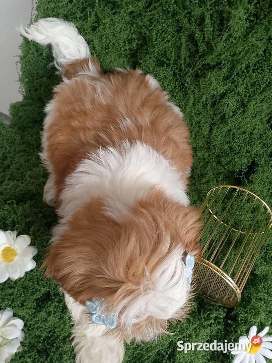 GOTOWY DO ODBIORU piękny piesek rasy ShihTzu Namysłów sprzedam