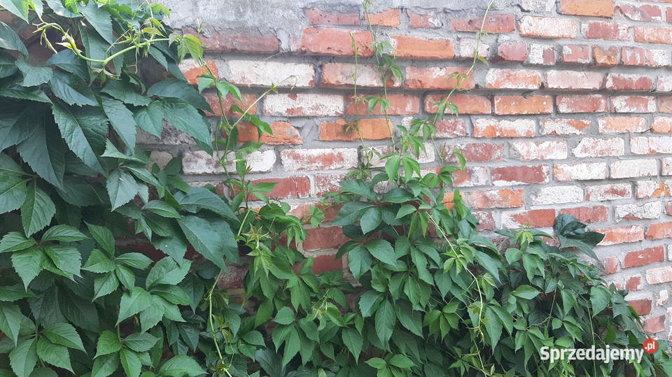 WINOBLUSZCZ pięciolistkowy dzikie wino BLUSZCZ Strzelin