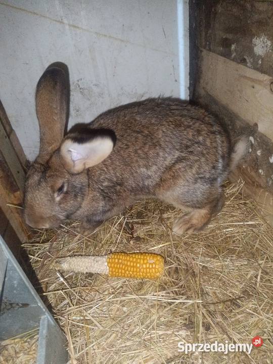 Krolice zakacane Gryzonie Bobrowa