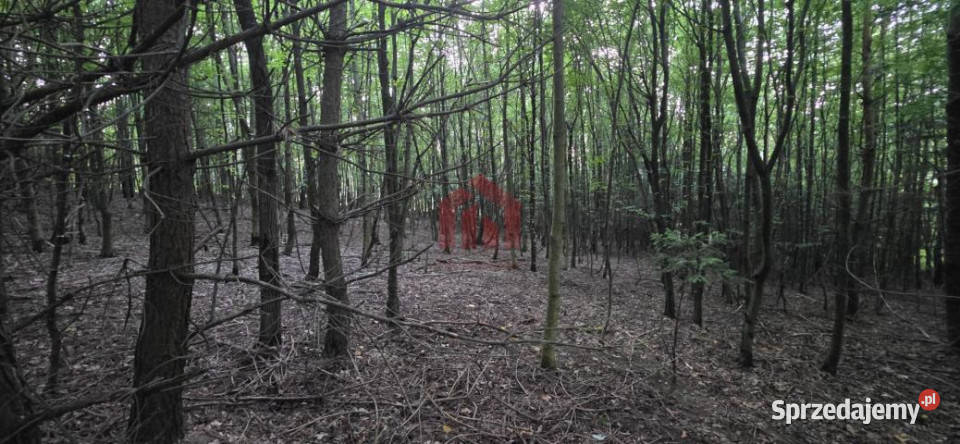 Sprzedaż działki 8500m2 Gogołów asfalt sprzedam