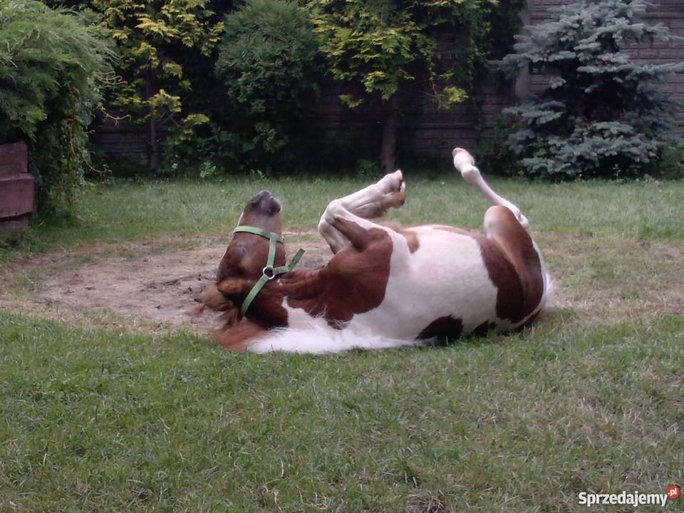 SPRZEDAM KUCYKA Pozostałe Słowik sprzedam