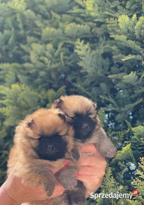 Szpic miniaturowy pomeranian Ciechanów