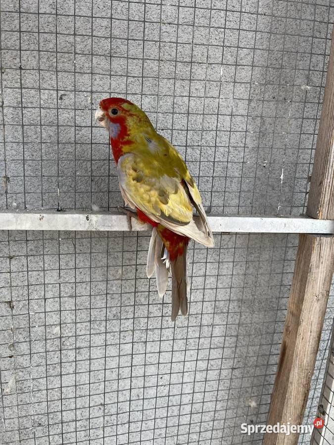 Rozelle królewskie 2025r Sośnicowice