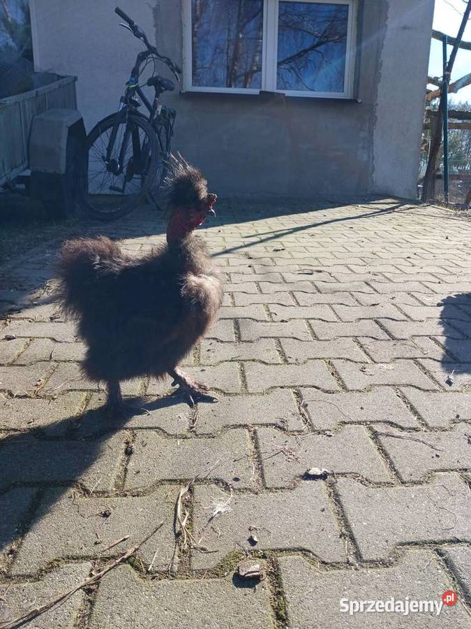 Sprzedam koguty rasy Silka Smyczyna