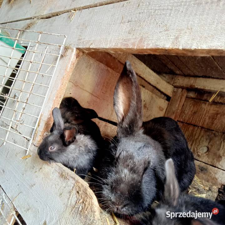 Sprzedam samice królika z maluchami Gryzonie Trzepnica