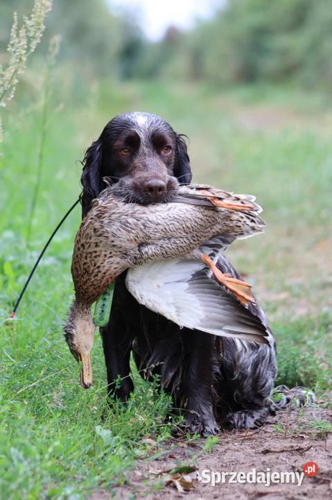 Polski Spaniel Myśliwski planowany miot Pozostałe Święta Lipka