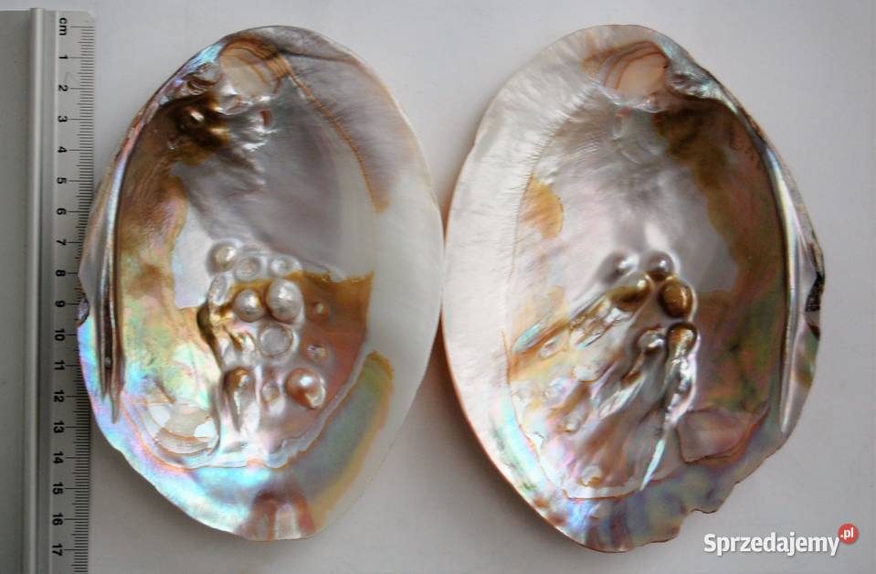 Muszla perłorodna z perłami nienarodzonymi 2 lubelskie sprzedam