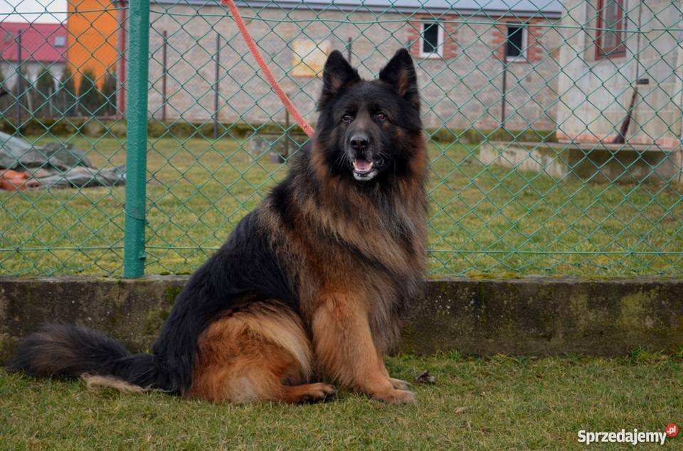 Owczarek niemiecki długowłosy szczeniaki okazja Tarnobrzeg