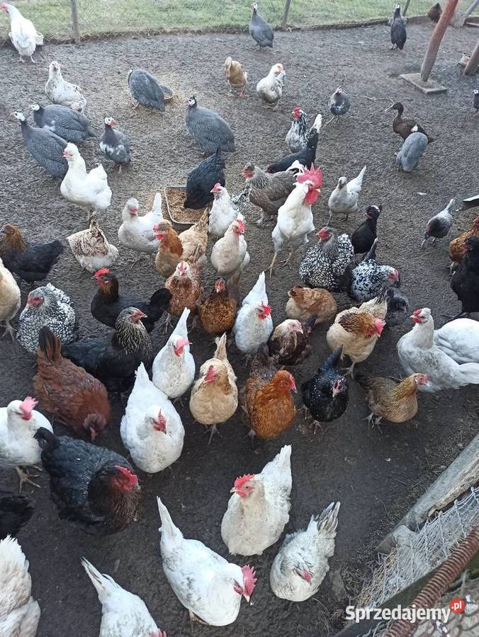 Jaja lęgowe kur mix niosek lilputki liliputy lubelskie Krasnystaw
