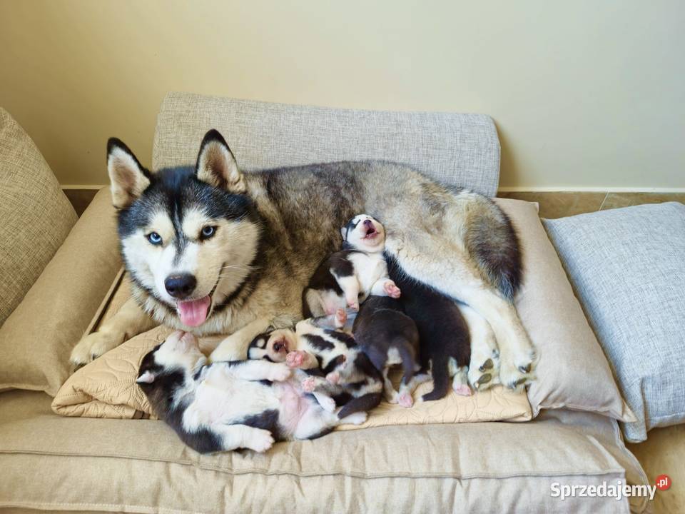 Siberian Husky FCI ZKwP piesek i szuczka Załęcze Wielkie