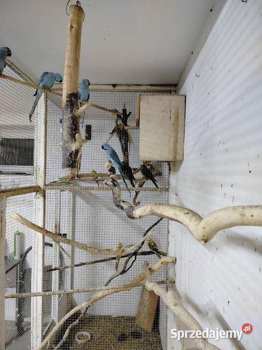 Para aleksandret 2023