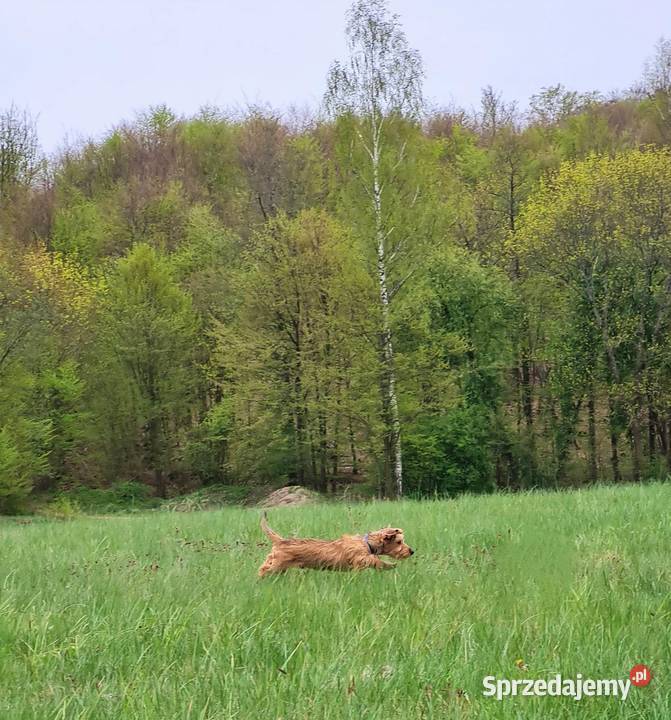 Jamnik szorstkowłosy króliczy Klonowo Dolne