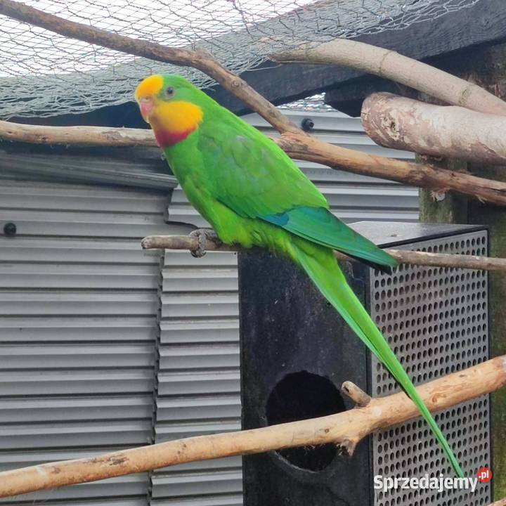 Papuga Barsnanda Samiec 3 letni