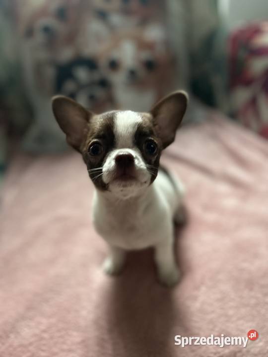 Chihuahua chłopiec mazowieckie Warszawa