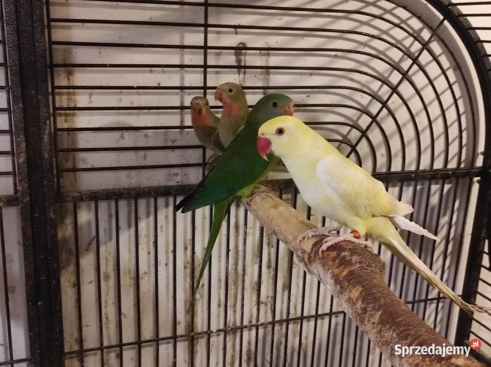 Aleksandretta obrożna cremino samica