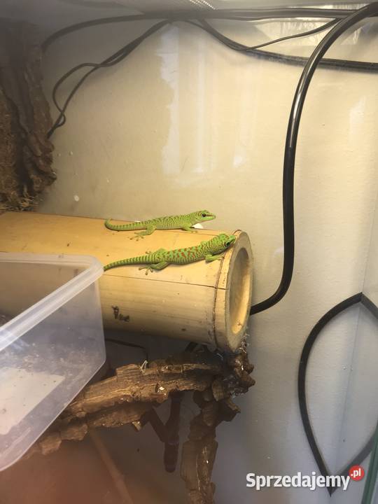 Phelsuma madaskarska Bochnia