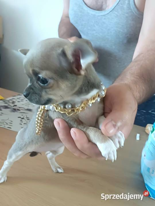 Chihuahua z Rodowodem Krótkowłosa Piękność