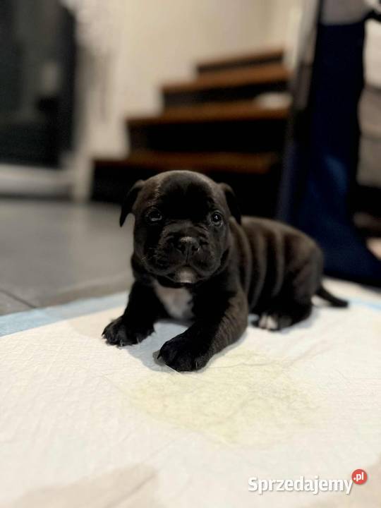 Staffordshire Bull Terrier Stafik Staffik Zabrze sprzedam