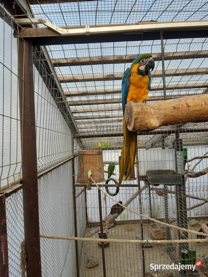 Papuga Ara Ararauna Mizerów