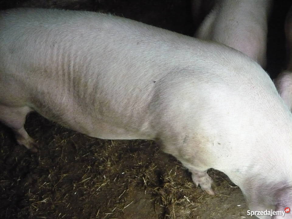 sprzedam maciory zaproszone Dębica sprzedam