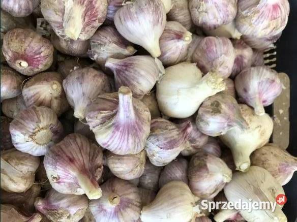 Czosnek w główkach Nowy Staw