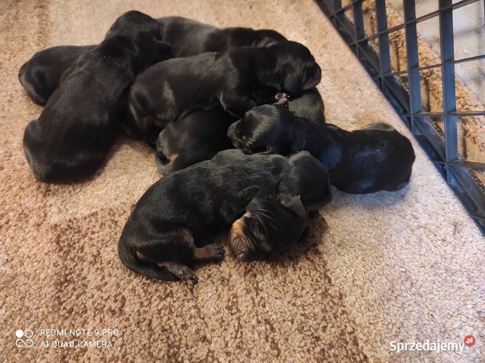 Jamnik miniaturowy Niemierzyce