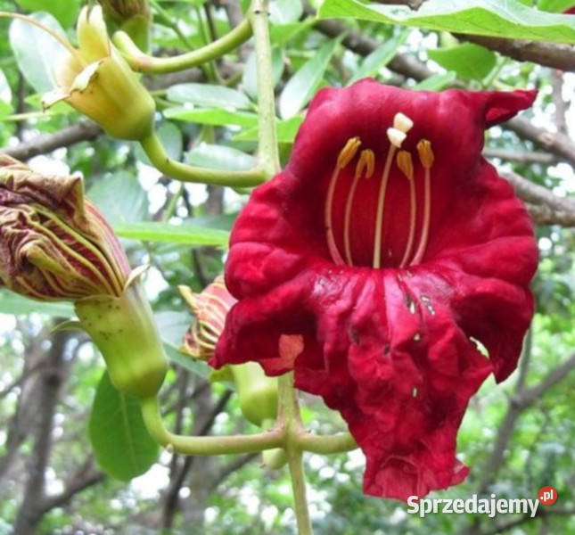 KIGELIA AFRYKAŃSKA Kigelia pinnata NASIONA 80 kujawsko-pomorskie Lubanie