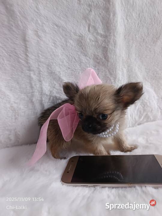 Chihuahua dziewczynka suczka XS dlugowlosa Inowrocław