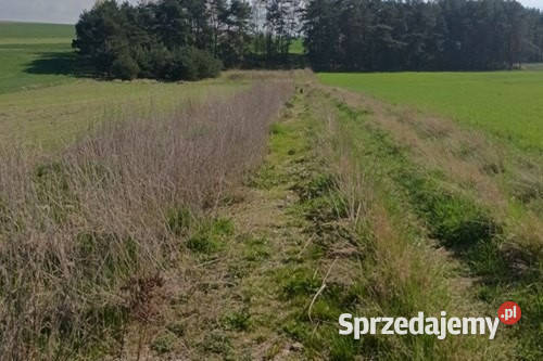 Teren inwestycyjny 9538 m2 z WZ Borki Jędrzejów 273m świętokrzyskie