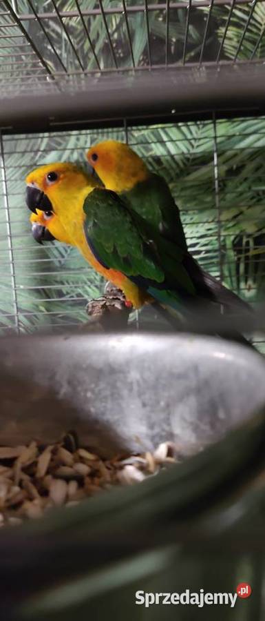 Sprzedam Kontury ognistobrzuche Wałbrzych