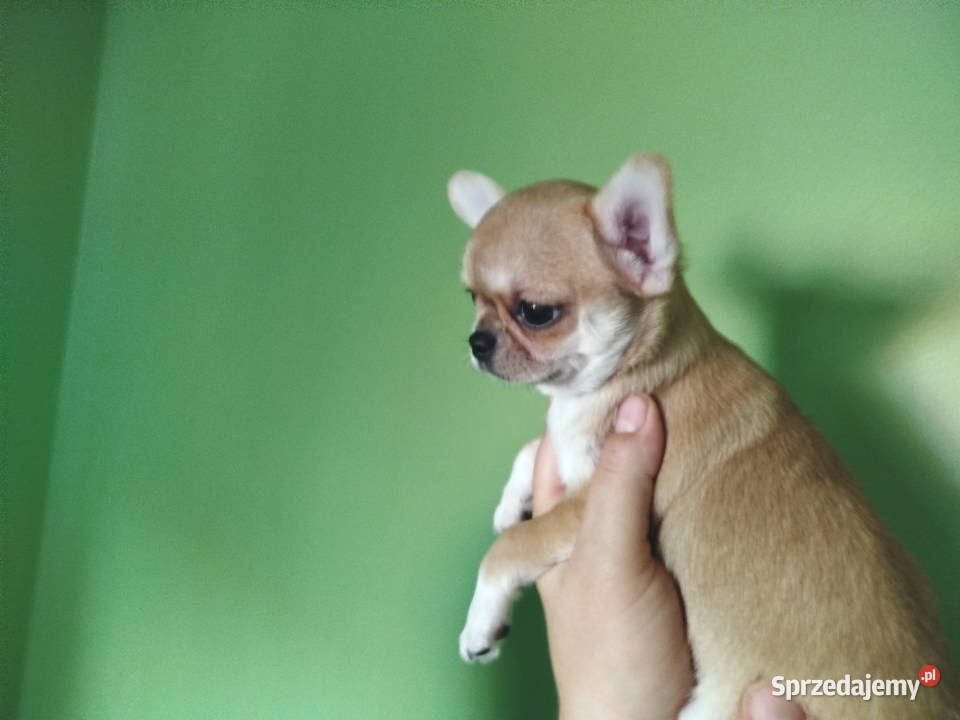 Suczka chihuahua gotowa na zmianę domu