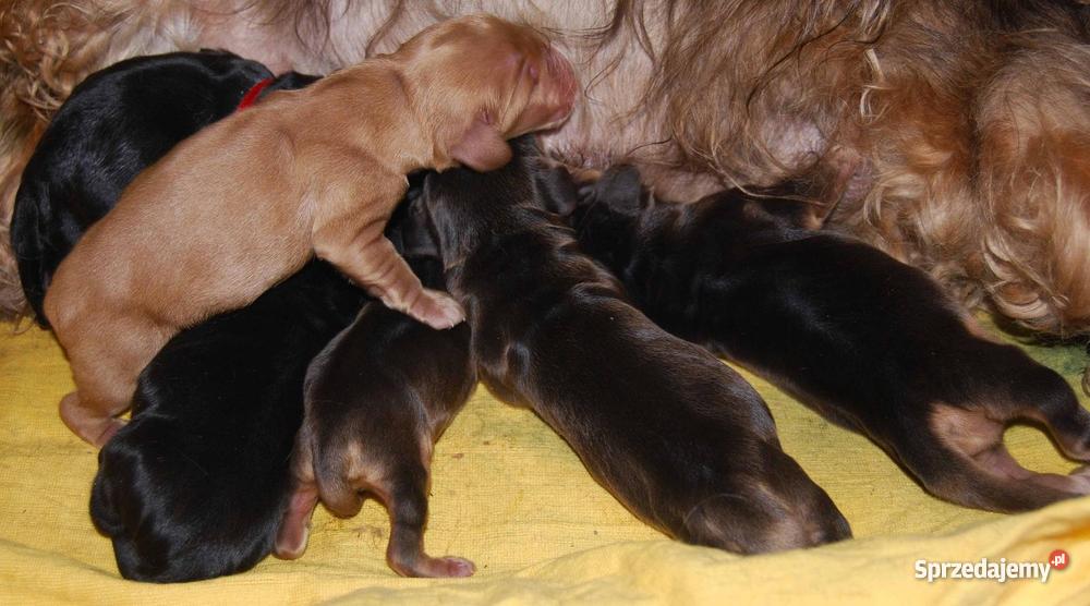 Cocker Spaniel Angielski