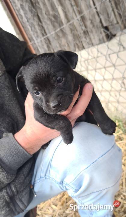 szczeniaki Poniatowa sprzedam