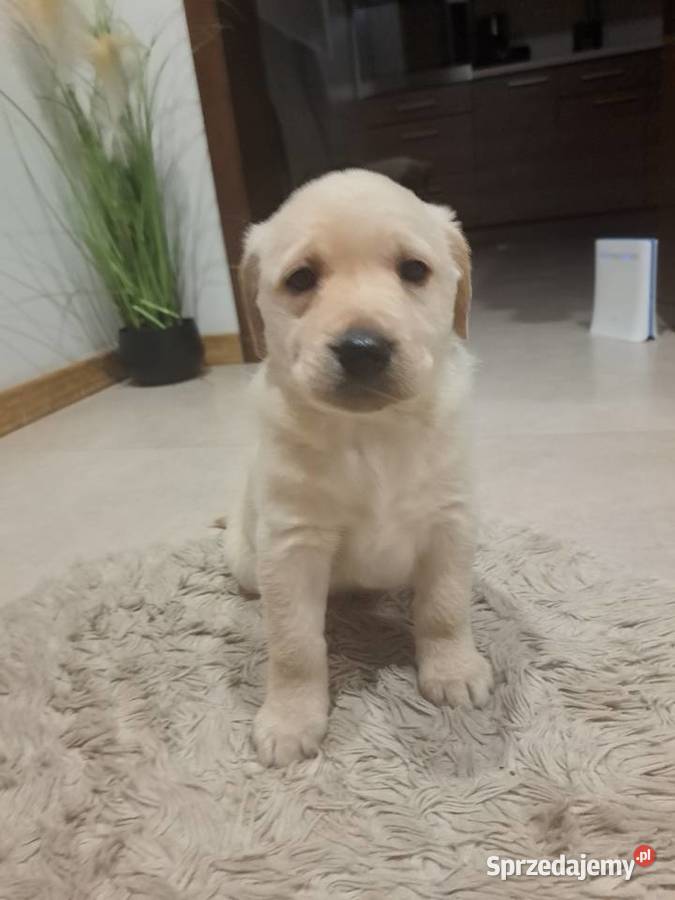 Labrador Retriever suczki 1 pies sprzedam