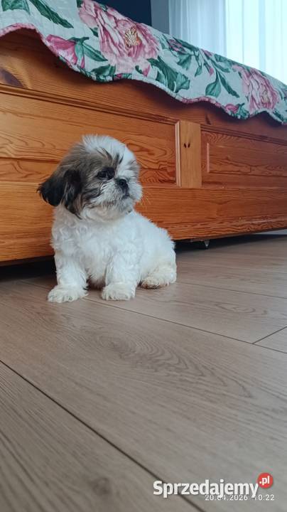 Szczeniaki shih tzu małopolskie Tarnów