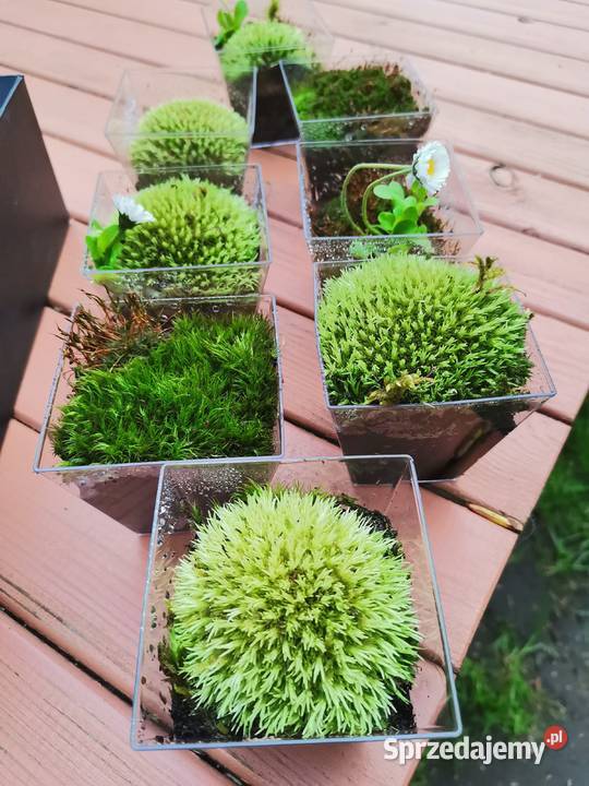Mech kulki zielone żywemaleńkie Warszawa