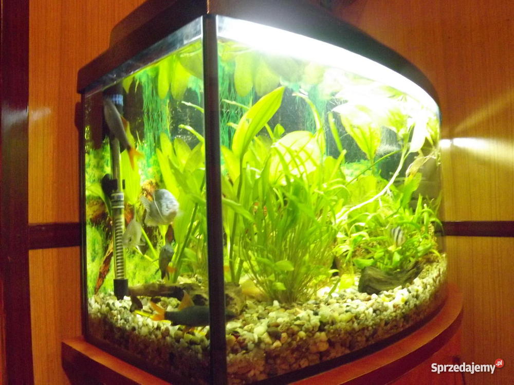 AKWARIUM 60l szafka