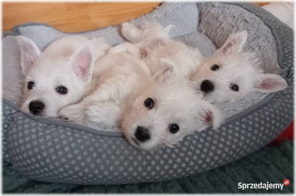 West Highland White Terrier DNA CMO0 westie 2025 śląskie Częstochowa
