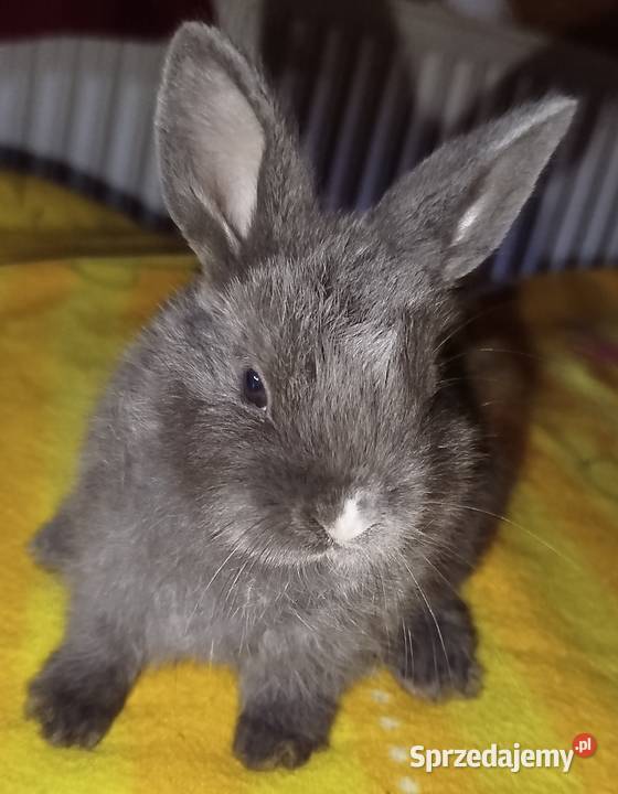 Miniaturki domowe