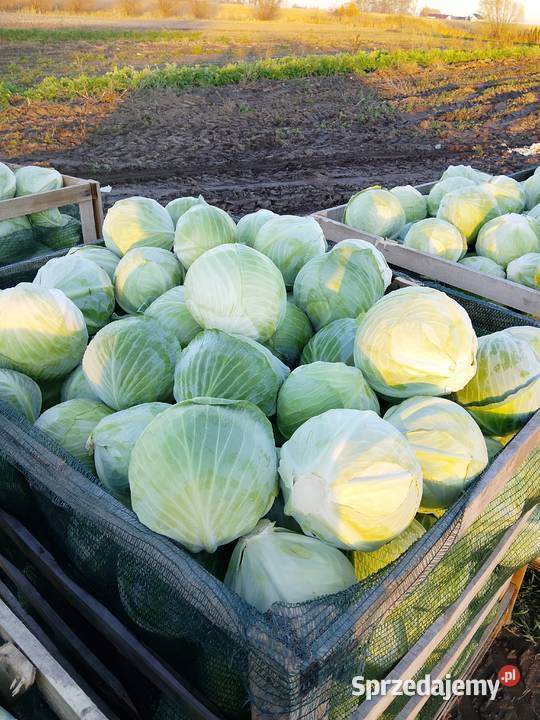 Kapusta biała łódzkie Warta