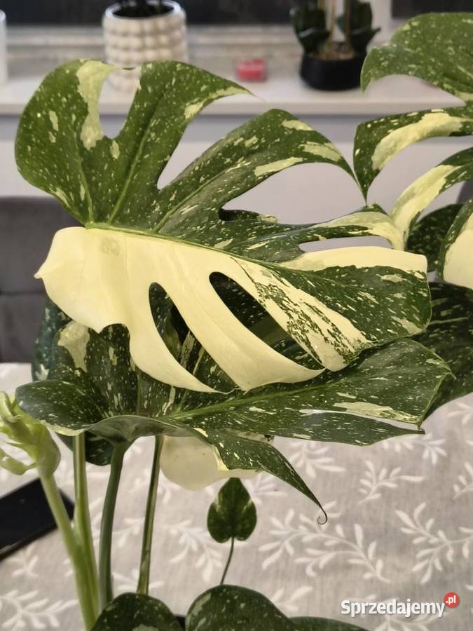 Monstera Variegata piękne 60 Lidzbark Warmiński