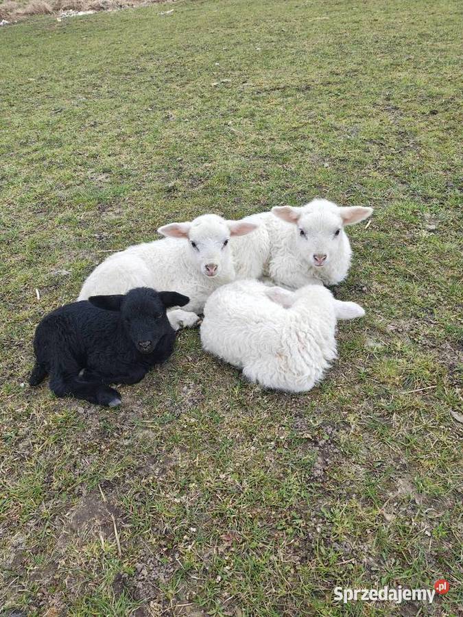 Baranki szukają nowego domu Witkowo Drugie
