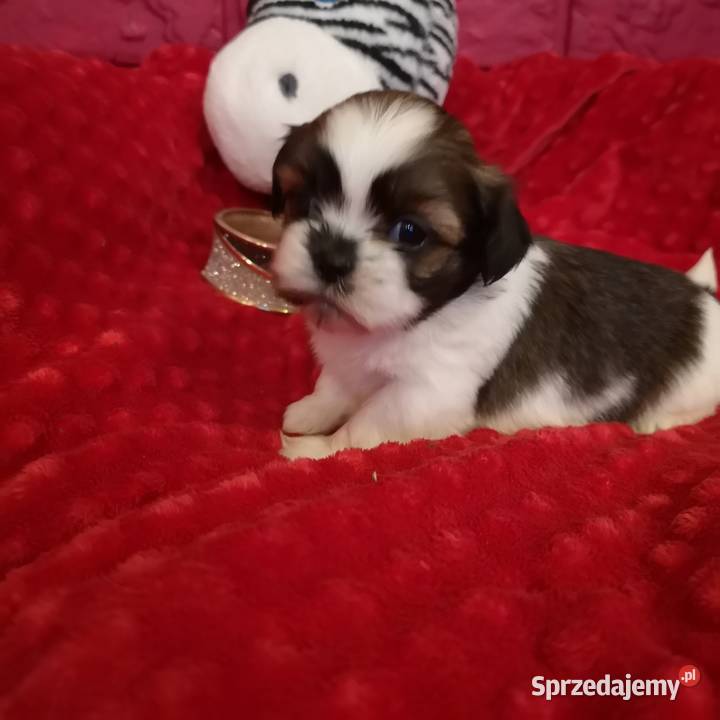 Śliczny PIESEK rasy Shih tzu piękny szczeniaczek zachodniopomorskie Szczecinek