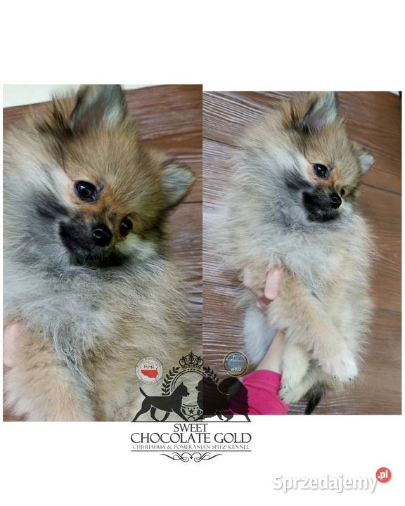 Suczka Szpic miniaturowy pomeranian Orange Sable łódzkie