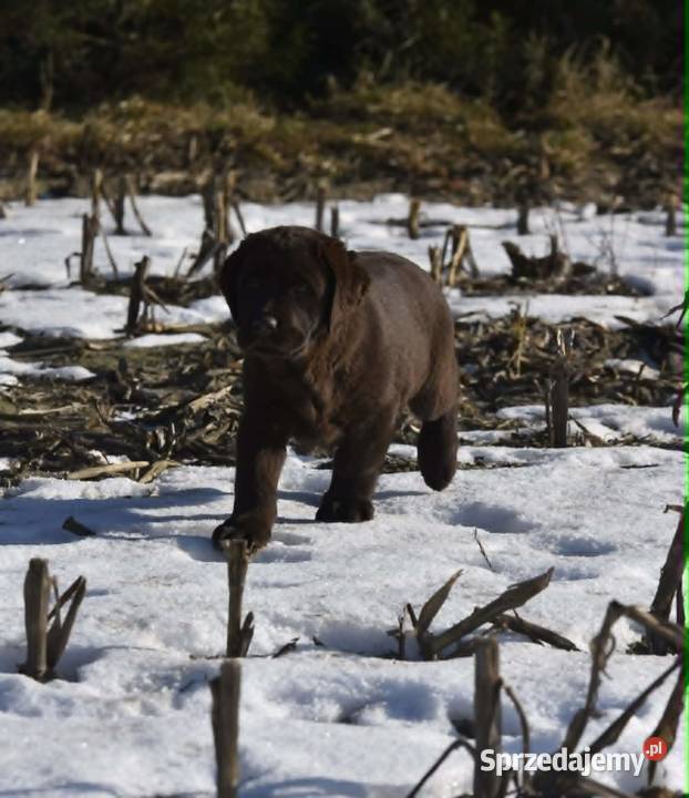 Labrador Retriever czekoladowy FCI ZkwP Labrador Galewice
