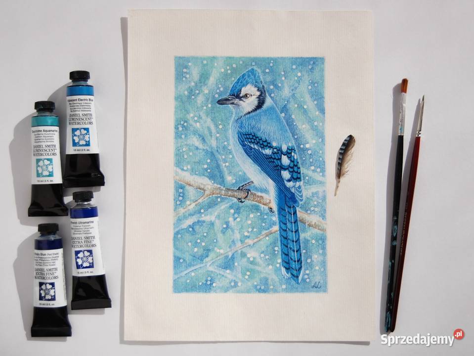 Blue Jay modrosójka błękitna ptak zima akwarela niebieski Dekoracje i ozdoby Lublin