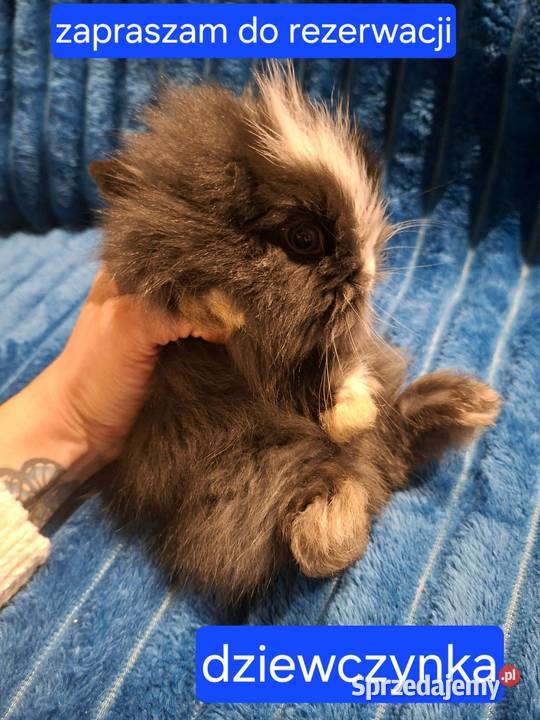 Króliki miniaturowe TEDDY przeurocze oswojone
