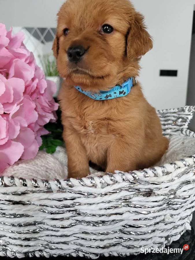 Golden retriever gotowe na nowy domek Golden Retriever Poręba sprzedam