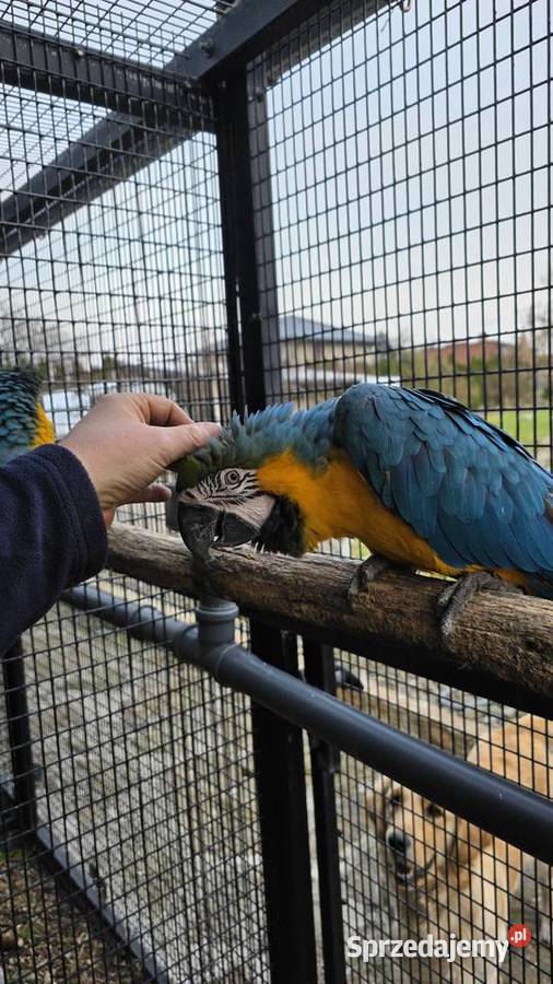 Ara ararauna Ornontowice sprzedam